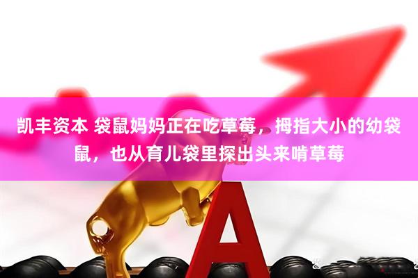 凯丰资本 袋鼠妈妈正在吃草莓，拇指大小的幼袋鼠，也从育儿袋里探出头来啃草莓